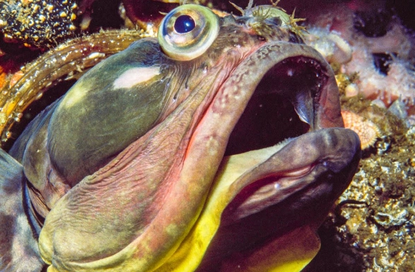 sarcastic fringehead behavior sarcastic fringehead behavior