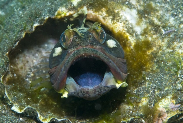 sarcastic fringehead
