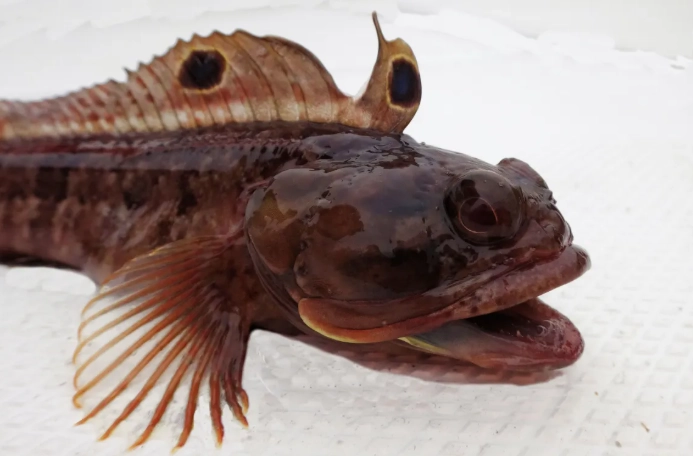where to see sarcastic fringehead where to see sarcastic fringehead