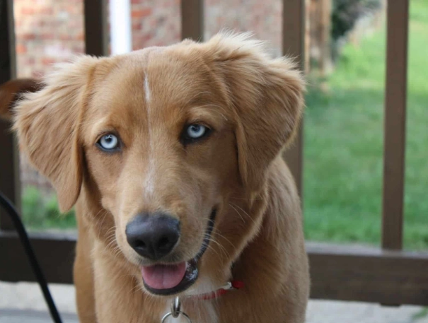 golden retriever husky mix golden retriever husky mix
