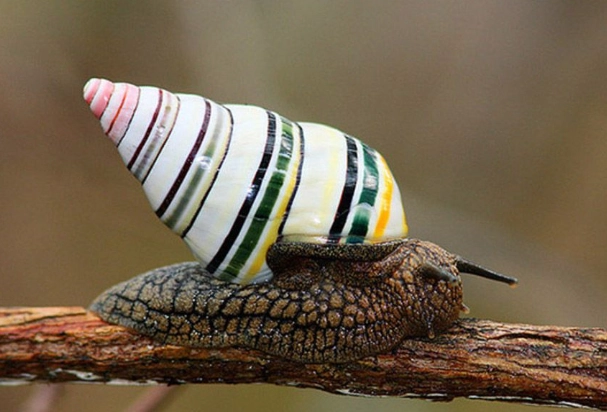candy cane tree snail
