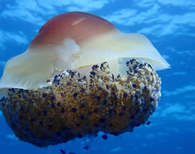 jellyfish lifecycle jellyfish lifecycle