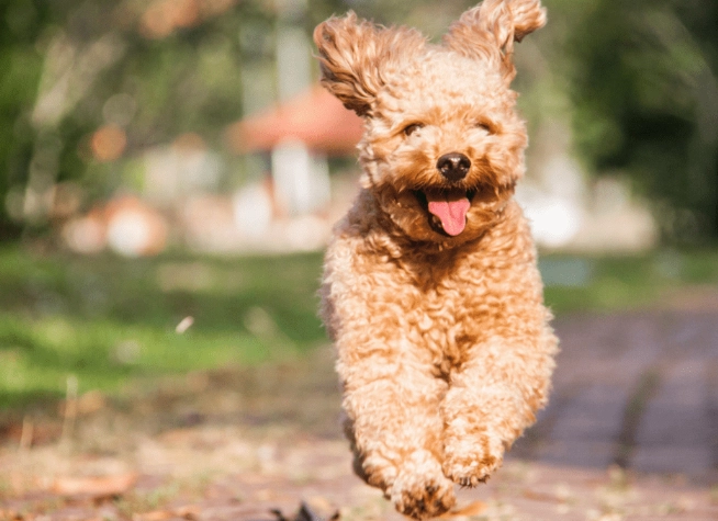 pomeranian poodle mix pomeranian poodle mix
