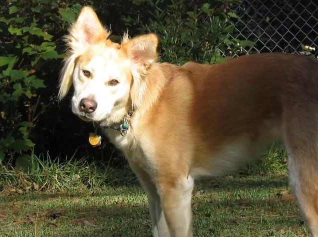 golden retriever husky mix golden retriever husky mix