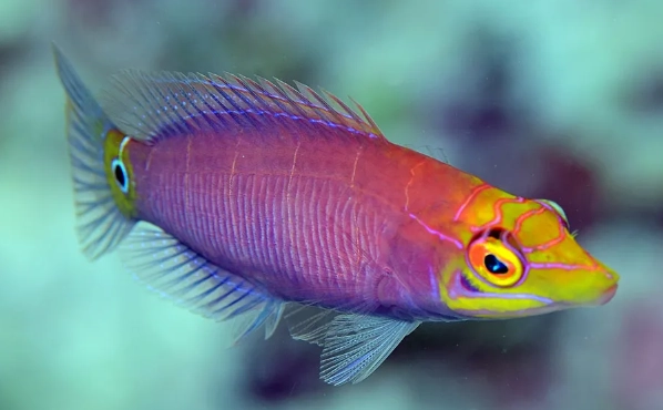 Pseudocheilinus ocellatus Pseudocheilinus ocellatus