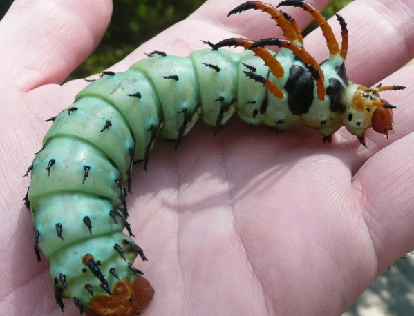 hickory horned devil caterpillar identification