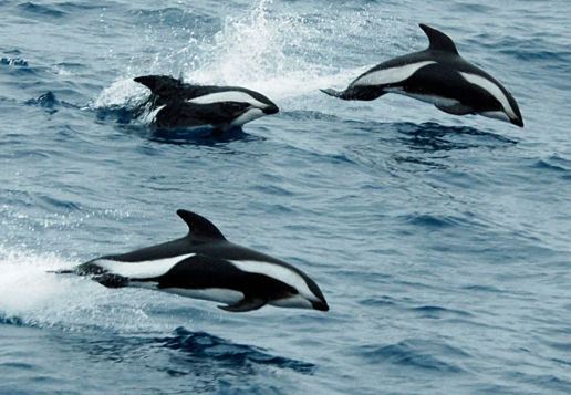 hourglass dolphin