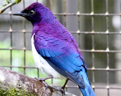 Amethyst Starling bird Amethyst Starling bird