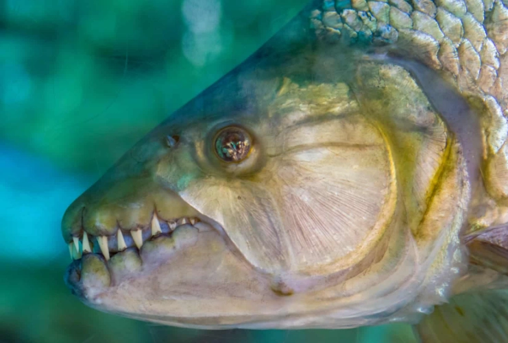 fish dental anatomy