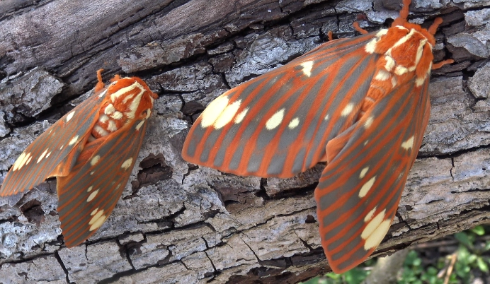 hickory horned devil caterpillar sting treatment