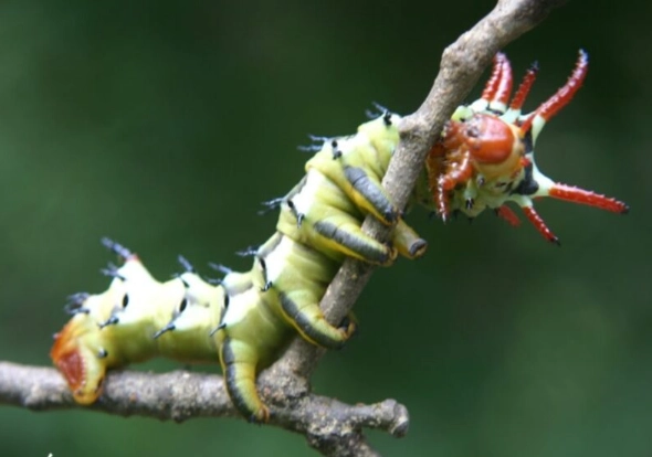 are hickory devil horned caterpillars poisonous