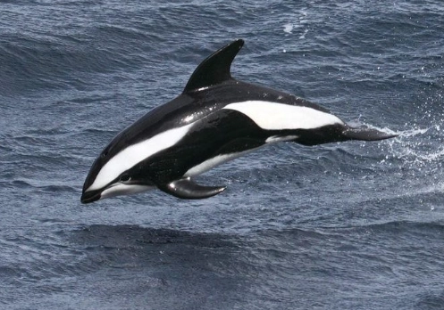 are hourglass dolphins endangered are hourglass dolphins endangered