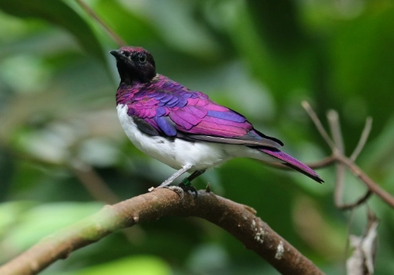 Purple Starling Purple Starling