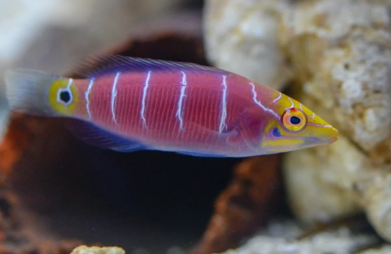 mystery wrasse care mystery wrasse care