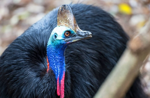 cassowary attack