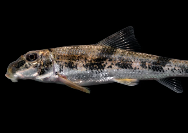 hypentelium nigricans