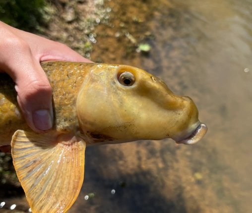 black-necked stork black-necked stork