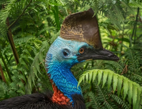 cassowary attack