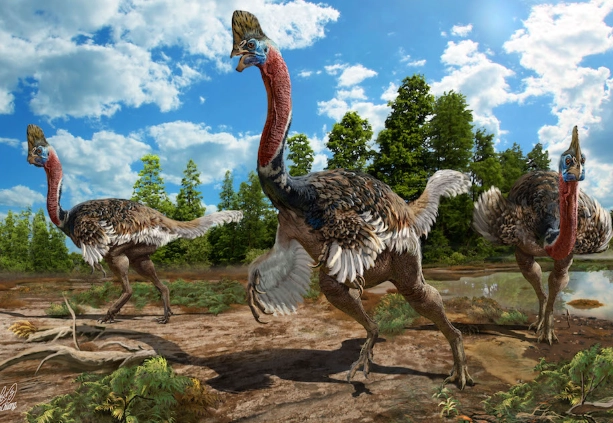 cassowary dinosaur bird