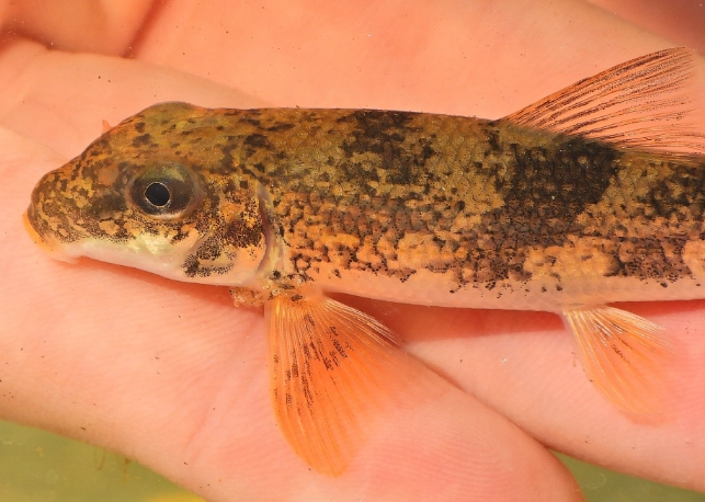 black-necked stork black-necked stork