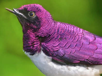 Purple Starling Purple Starling