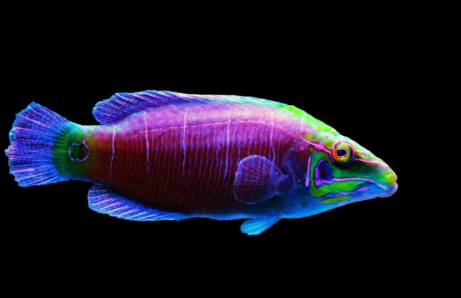 reef safe wrasse reef safe wrasse