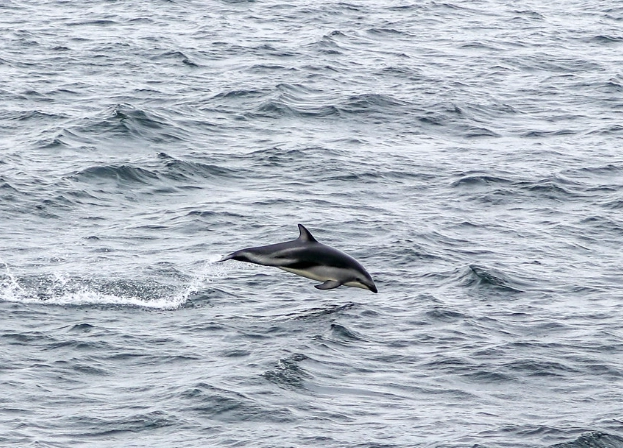 where to see hourglass dolphins where to see hourglass dolphins