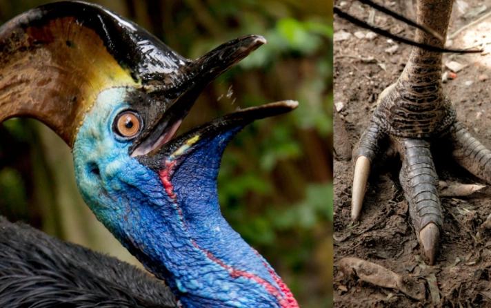 cassowary dinosaur