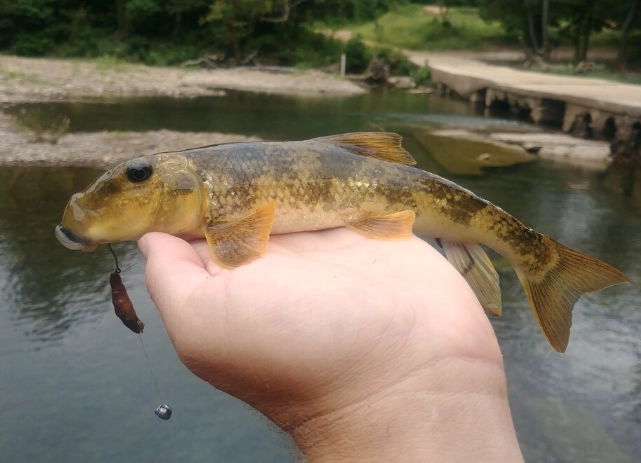 where to see black-necked stork where to see black-necked stork
