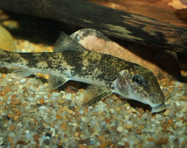 where to see black-necked stork where to see black-necked stork