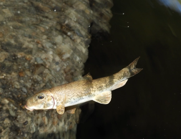 where to see black-necked stork where to see black-necked stork