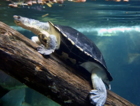 Mary River Turtle