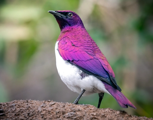 amethyst starling bird