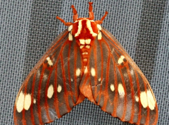 hickory horned devil hickory horned devil