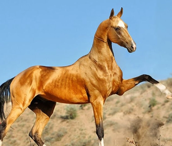 rare horse breeds rare horse breeds