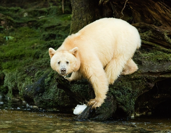 great bear rainforest