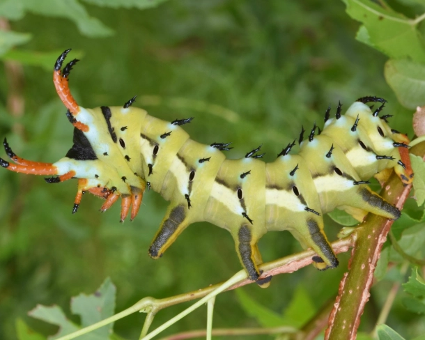 Citheronia regalis caterpillar