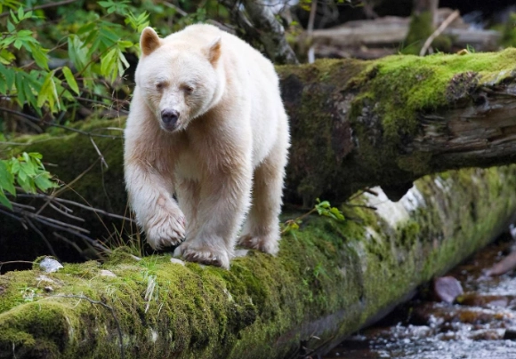 great bear rainforest