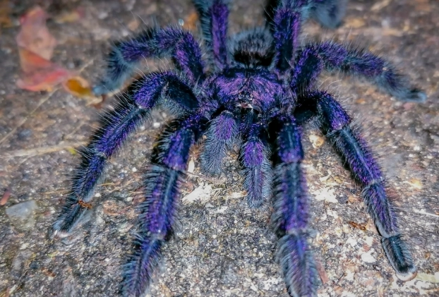 avicularia purpurea