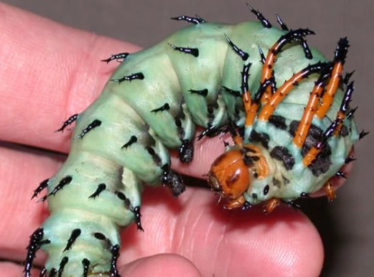 are hickory horned devils poisonous are hickory horned devils poisonous