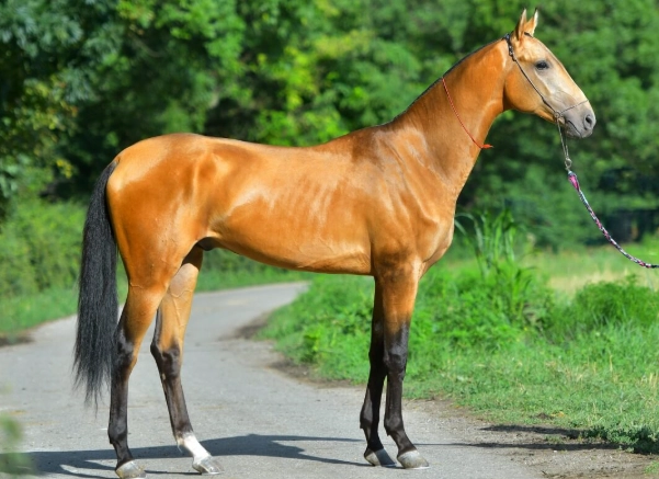 akhal horses