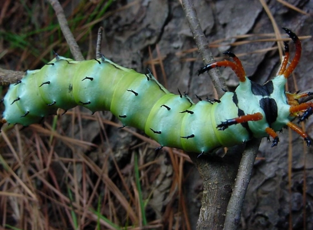 hickory horned devil hickory horned devil
