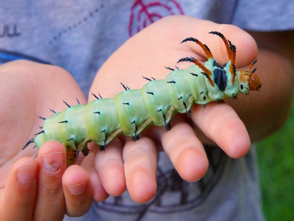 Citheronia regalis caterpillar