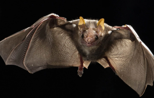 wrinkle faced bat