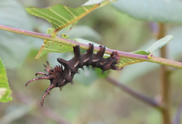 royal walnut moth caterpillar identification royal walnut moth caterpillar identification