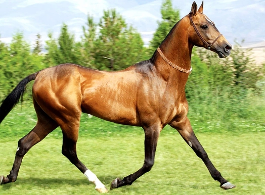 akhal-teke horse care akhal-teke horse care