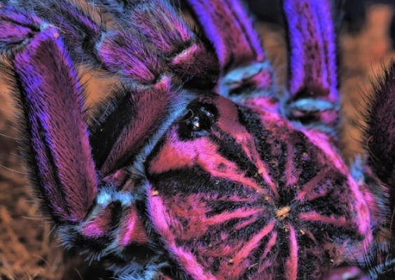 purple tarantula care