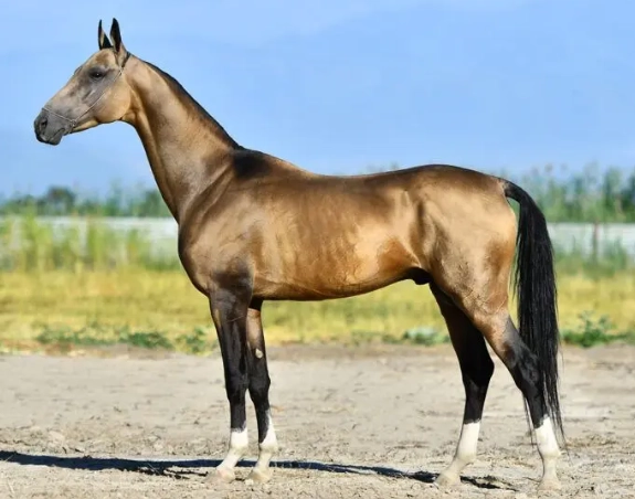 rare horse breeds rare horse breeds