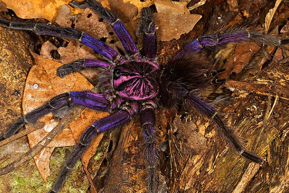 avicularia purpurea