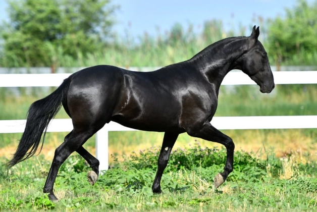 akhal-teke horse care akhal-teke horse care